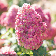 Hydrangea, Limelight Prime #3